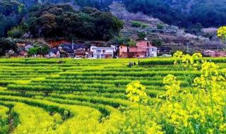 珠海莲洲油菜花 珠海莲洲油菜花