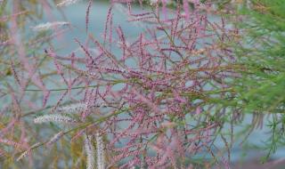 小城夏天说的是哪个城市 小城夏天钢琴谱简谱