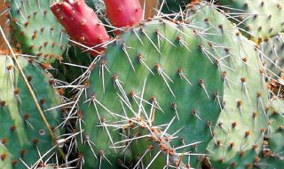 火龙果的果实属于什么果实类型 火龙果是仙人掌的果实