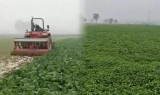 媒体评河南蔬菜滞销 媒体评河南蔬菜滞销